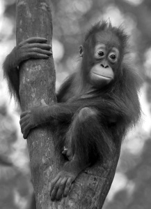 Pledge your name and help the Orangutans beaty skincare 